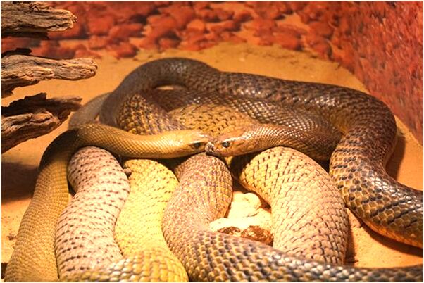 夢到了父親掐死人是什麼預兆_周公解夢官網