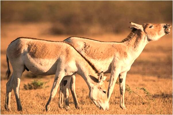 夢見三個彎月和太陽同一個天空代表著什麼_周公解夢官網