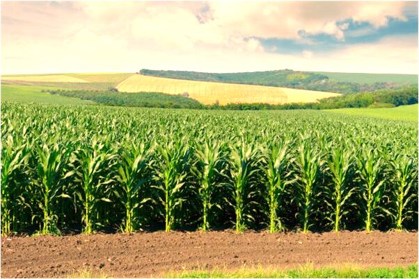 夢見過世好久的奶奶要我去接有什麼寓意嗎？_周公解夢官網