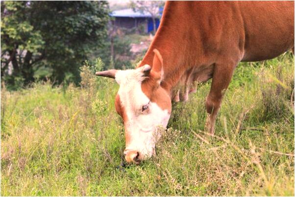 夢見自己的小孩摔跤是好事還是壞事_周公解夢官網