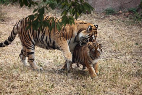 Dream of the tiger roar