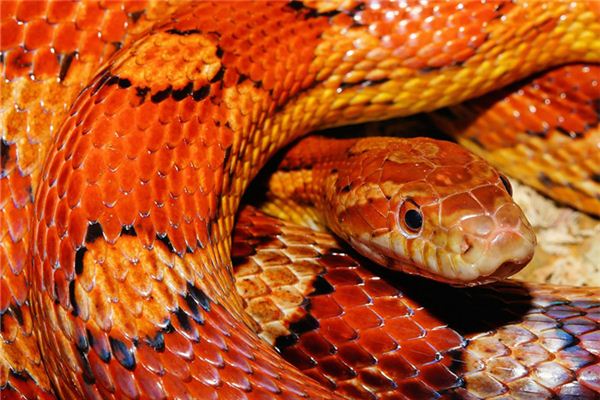 1977年出生是什麼命？_十二生肖