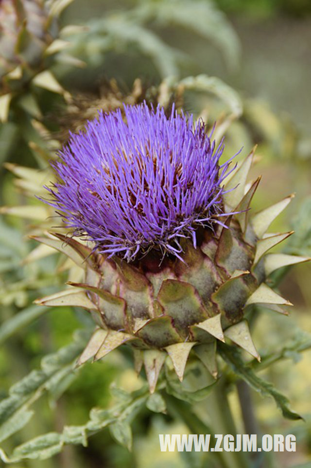 夢見別人生了雙胞胎_周公解夢夢到別人生了雙胞胎是什麼意思_做夢夢見別人生了雙胞胎好不好_周公解夢官網