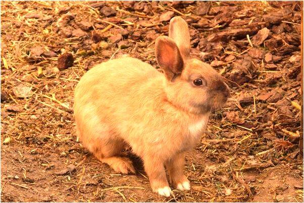 夢見大蟒蛇準備咬自己有什麼預兆_周公解夢官網