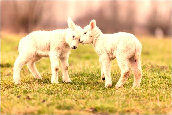 夢到鞋裡進甲殼蟲是什麼徵兆_周公解夢官網