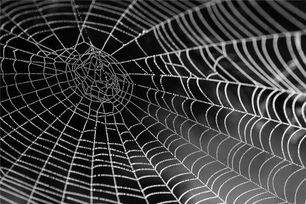 夢見蜘蛛網是什麼意思_周公解夢