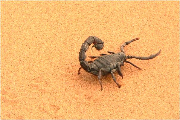 夢到了老公頭上得了白癜風有什麼預示嗎_周公解夢官網