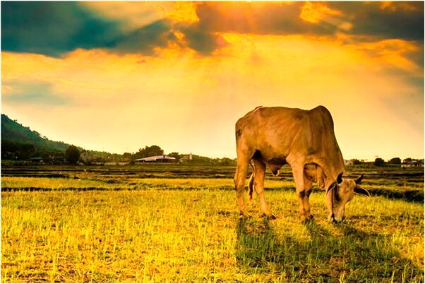 夢見怎么孵小雞預示著什麼_周公解夢官網