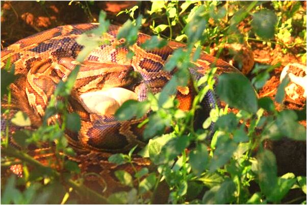 夢到被人扎傷好不好_周公解夢官網