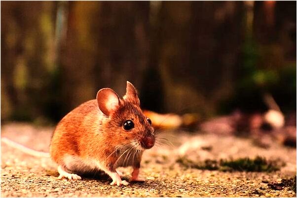 夢見女同事裸上身喜歡我是凶兆還是吉兆_周公解夢官網