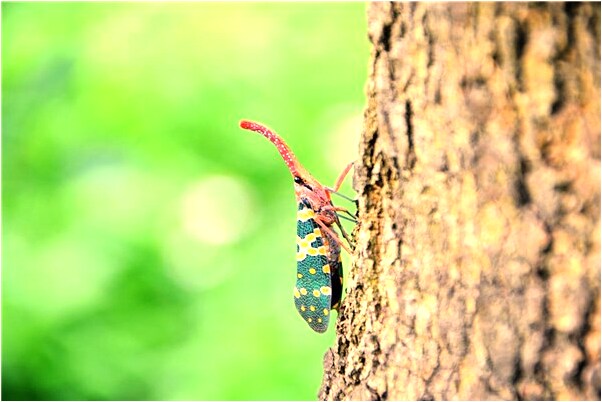 夢到了開車出車禍老想躲還躲不掉預示著什麼_周公解夢官網