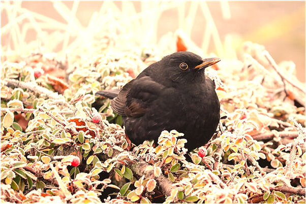 夢到了鬼怕牛奶好不好_周公解夢官網