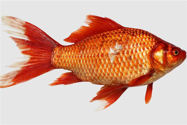 夢見金魚是什麼意思_周公解夢