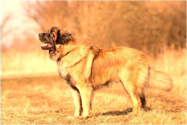 夢到死去的哥哥換棺材是好是壞_周公解夢官網