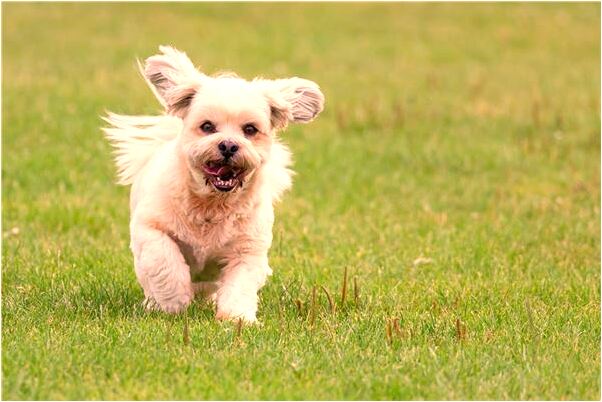 夢到走到沙漠意味著什麼_周公解夢官網