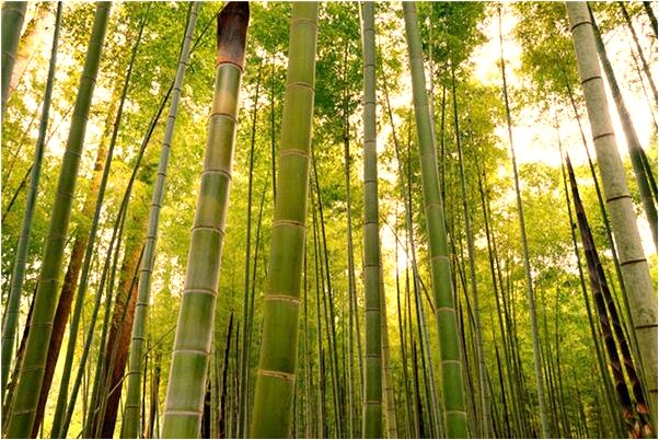 夢見父母生了一個小孩是什麼意思？_周公解夢官網