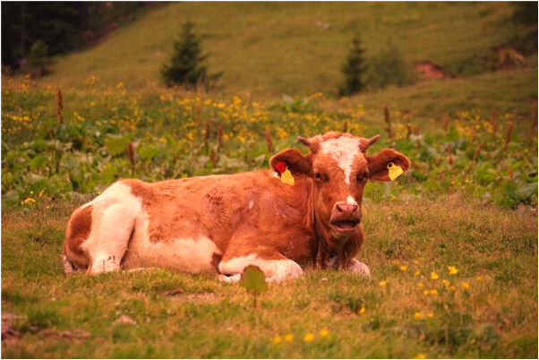 夢到了與朋友打死老虎有什麼寓意嗎_周公解夢官網