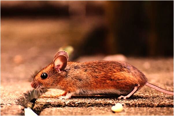 夢到了兒時記憶有什麼徵兆_周公解夢官網