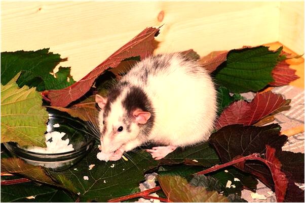 夢到了和男友住別墅有什麼意思嗎_周公解夢官網