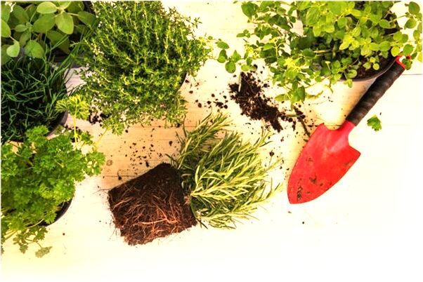 夢到了抓到屎是吉兆嗎?_周公解夢官網