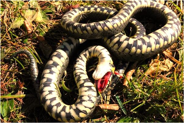 夢見坐船行駛在水上很快有什麼意義嗎_周公解夢官網