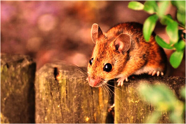 夢到了被人出賣的預兆_周公解夢官網