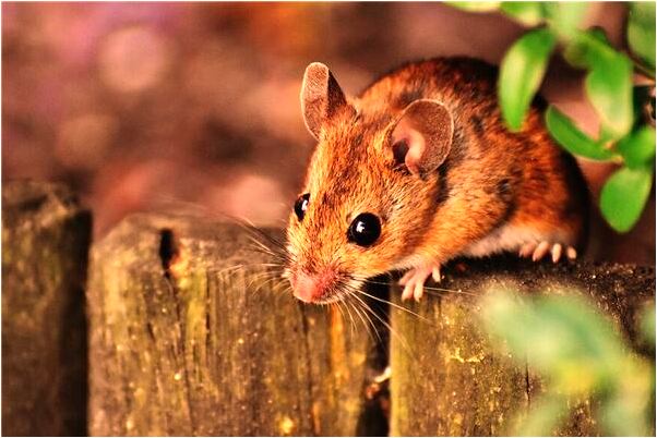 夢到了結婚穿兩件新衣有什麼寓意嗎？_周公解夢官網