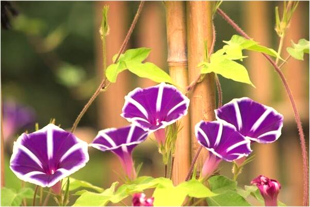 夢到撿到許多黃金什麼預兆_周公解夢官網