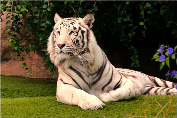 夢到紅痦子代表著什麼？_周公解夢官網