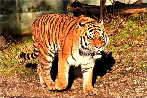 夢到了自己兩支手被一女的砍斷什麼寓意_周公解夢官網