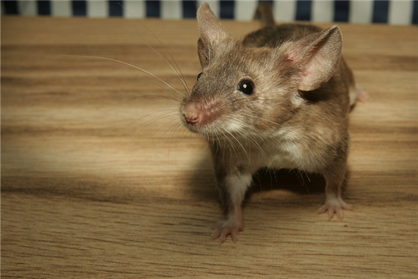 生肖鼠未來大運年份_十二生肖