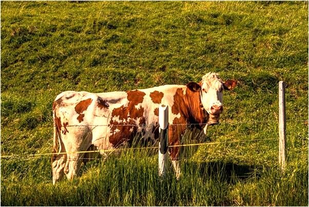 夢見站在豪宅外面是怎么回事_周公解夢官網