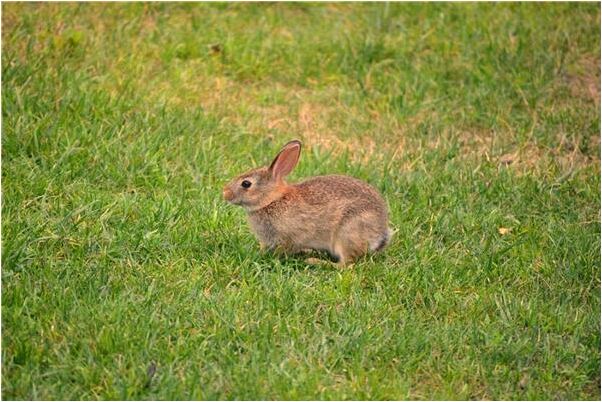 夢見去廁所尿很頻道是凶兆還是吉兆_周公解夢官網