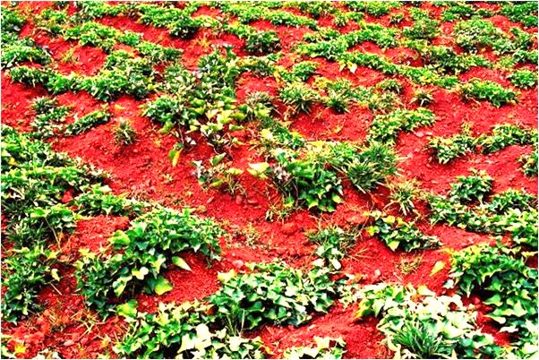 夢到了被狸貓咬啥意思_周公解夢官網