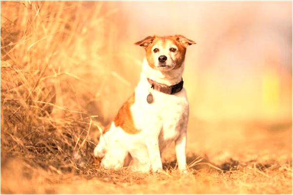 夢見黃牛拉車會是什麼預兆_周公解夢官網