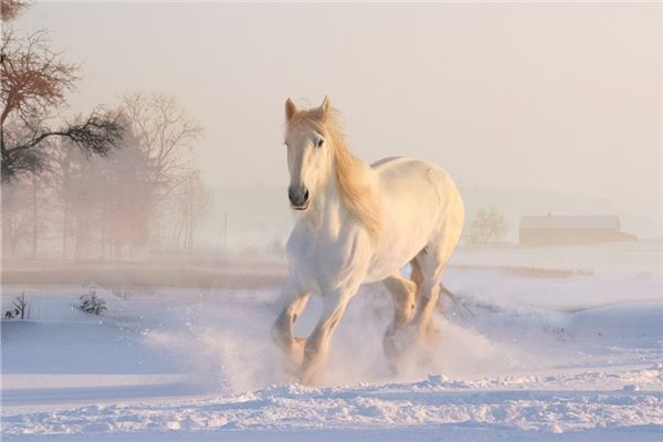 生肖馬的守護神是誰?_十二生肖