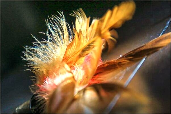 夢到自己背意味什麼_周公解夢官網