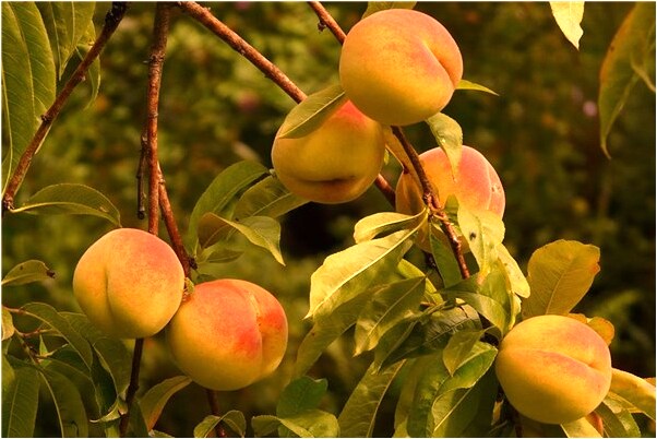 夢到把別人老婆破了處是什麼預兆_周公解夢官網