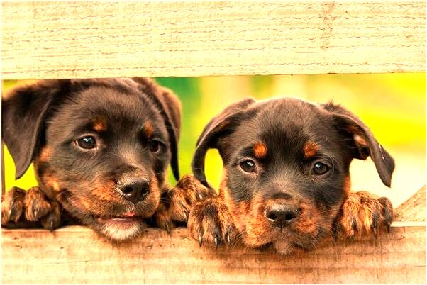 夢到了父親的墳上長了金錢草意味什麼_周公解夢官網