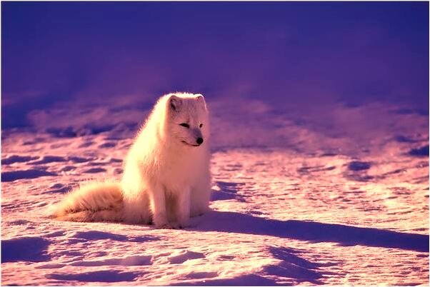 夢到有蛇追我是不是好的徵兆呢_周公解夢官網