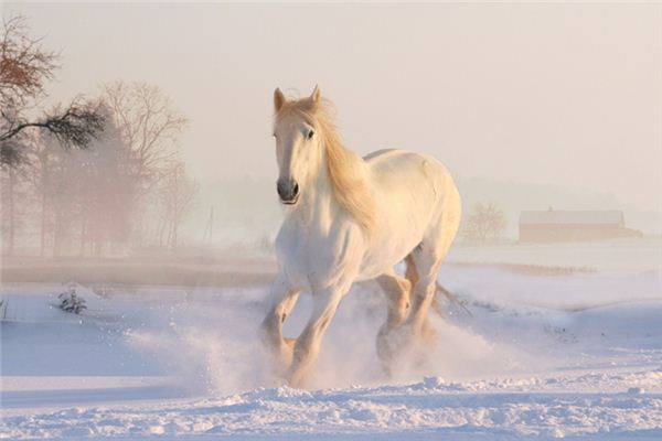 夢到了馬被洪水吞噬有什麼含義_周公解夢