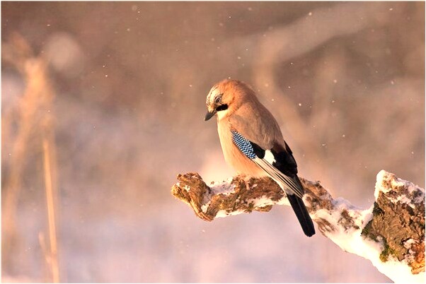 夢到了小男孩和我說話有什麼說法_周公解夢官網
