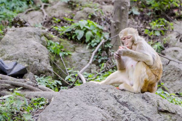 68年屬猴女的兒子_十二生肖