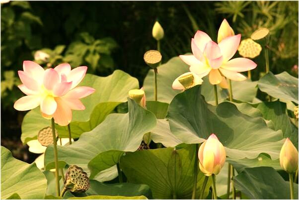 夢到被人抽骨會有什麼預兆_周公解夢官網