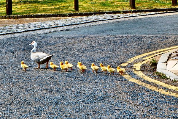 夢見小鴨子_周公解夢
