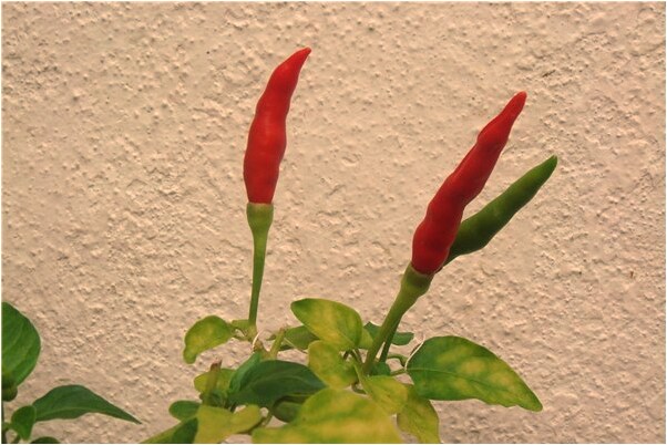 夢到原來看有人拍婚紗照是什麼徵兆_周公解夢官網