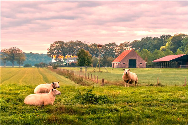 夢到兩狼交配有什麼意思嗎_周公解夢官網