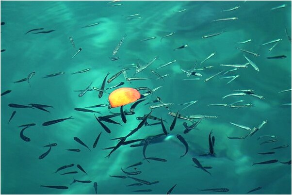 夢見朋友的媽媽病重什麼預兆_周公解夢官網