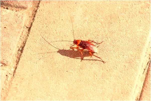 夢到自己的生意被別人搶去是什麼預兆?_周公解夢官網