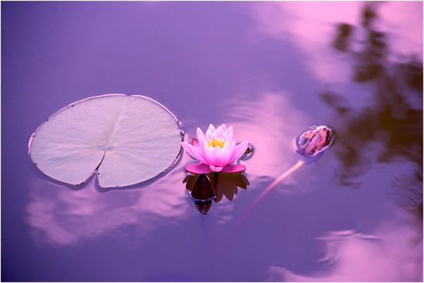 夢見緊緊咬著一個花瓶預示了什麼_周公解夢官網